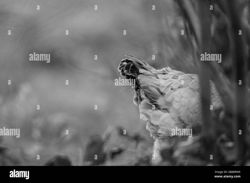 Entdecke die neuesten Funktionen in Chicken Road 2 - das beliebte Casino Spiel - overview